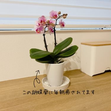 アートグリーン(3419)から株主優待が到着しての感想｜きれいな胡蝶蘭が貰えます